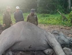 Gajah Liar Dewasa Ditemukan Mati di TNWK, Penyebab Kematian Masih Diselidiki