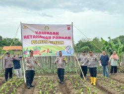 Polresta Cirebon Tanam Sawi Jebung dalam Mendukung Ketahanan Pangan di Desa Megugede