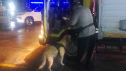 Polisi Perketat Pemeriksaan Narkoba di Pelabuhan Bakauheni dengan Satwa K-9