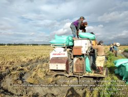 Petani di Pati Jual Gabah Basah Rp 6500 Per kilogram ke Sergap Bulog