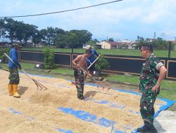 Dukung Ketahanan Pangan, Danrem 071 Terjun Langsung Penjemuran Gabah