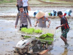 Dukung Ketahanan Pangan Nasional, Kapolda Lampung Tanam Padi