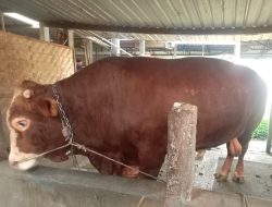 Prabowo Siapkan Sapi Kurban Seberat 1 Ton di Banyumas