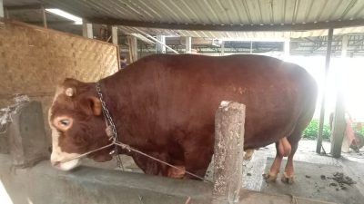 Prabowo Siapkan Sapi Kurban Seberat 1 Ton di Banyumas