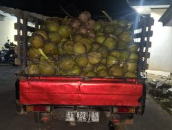 Bersaksi Di Malam Hari, 3 Pelaku Pencuri 500 buah kelapa Ditangkap polisi 