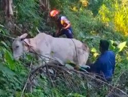 Sapi Kurban di Klaten Kabur, Akhirnya Disembelih di Sawah