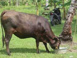 Berhasil Amankan Satu ekor Sapi, Polisi Patroli Sempat Kejar Kejaran Dengan Pelaku Pencurian
