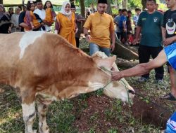 Memperingati Hari Raya Idul Adha 1446 Hijriah, Kodim 0421/LS, Sembelih Sembilan Hewan Qurban