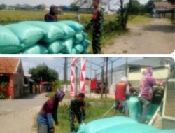 Dukung Swasembada Pangan Nasional, Babinsa Ikut Panen Padi