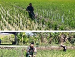 Babinsa Kelurahan Pegambiran Dampingi Poktan Sirandu Jaya dalam Pembersihan Sawah