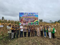 Pemdes Suro Ilir Panen Raya Jagung Program Ketahanan Pangan TA 2025