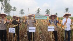 Kapolres Bersama Pemkab Lamsel Gelar Panen Raya Jagung, Di Desa Bangunrejo