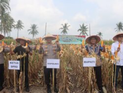 Kapolres Bersama Pemkab Lamsel Gelar Panen Raya Jagung, Di Desa Bangunrejo