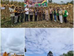 Pemdes Suro Ilir Dukung Program Sadesahe dan Telah Siapkan Lahan Tanaman Jagung