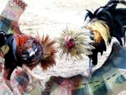 Sabung Ayam di Temanggung Diduga Kebal Hukum, Oknum APH Pasang Penjagaan Ketat, Wartawan Dilarang Masuk