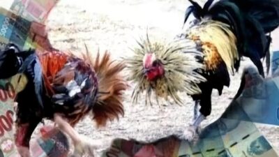 Sabung Ayam di Temanggung Diduga Kebal Hukum, Oknum APH Pasang Penjagaan Ketat, Wartawan Dilarang Masuk