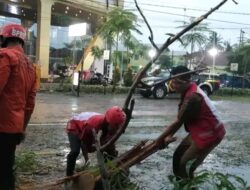 Pohon Akasia Tumbang Timba Mobil di Kebumen