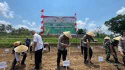 Dukung Swasembada, Polres Temanggung Tanam Jagung Serentak