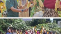 Warga Kampung Melati Suasana Penuh Kebersamaan Panen Jagung Hasilnya Melimpah 