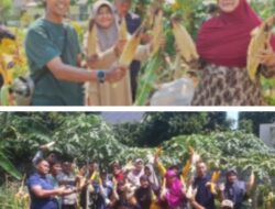 Warga Kampung Melati Suasana Penuh Kebersamaan Panen Jagung Hasilnya Melimpah 