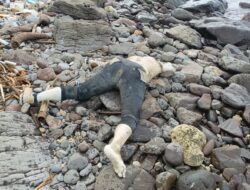 Ditemukan Mayat Yang Diduga Korban Terjun Dari KMP Dorothy, Masih Dalam Proses Identifikasi