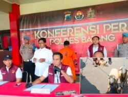 38 Kambing BUMDes Digondol Maling, Kabur Lewat Tol!