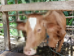Dari Kasus Pencurian Motor, Polisi Ungkap Pelaku Maling Sapi di Ketapang