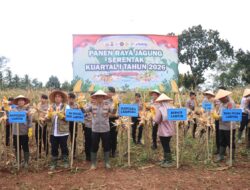 Kapolda Lampung Pimpin Panen Raya Jagung Kuartal IV, Produksi Tembus 86 Ribu Ton
