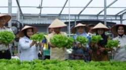 Panen Raya Serentak, Lapas Kalianda Dukung Penuh Aksi Kementerian Imigrasi Dan Pemasyarakatan Sejalan Program Presiden RI