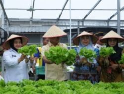 Panen Raya Serentak, Lapas Kalianda Dukung Penuh Aksi Kementerian Imigrasi Dan Pemasyarakatan Sejalan Program Presiden RI