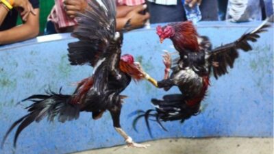 Sabung Ayam Kebal Hukum di Ngronggot, Tantang Terang-terangan Aparat Penegak Hukum