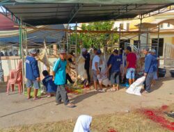 Panitia Qurban Masjid Al-Mukhlisin Komplek Transmigrasi Sembelih 10 Ekor sapi dan 11 Ekor Kambing