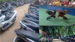 Sabung Ayam dan Judi Dadu “Boro Fighter” Kian Terang-terangan di Purworejo, Siapa yang Melindungi?