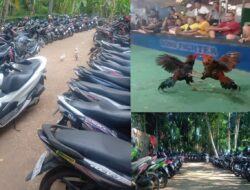 Sabung Ayam dan Judi Dadu “Boro Fighter” Kian Terang-terangan di Purworejo, Siapa yang Melindungi?