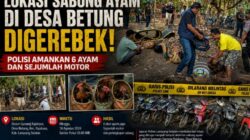 Judi Sabung Ayam di Desa Betung Digerebek, Polisi Amankan 6 Ayam Dan Sejumlah Motor