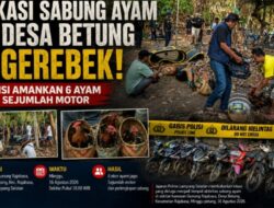 Judi Sabung Ayam di Desa Betung Digerebek, Polisi Amankan 6 Ayam Dan Sejumlah Motor