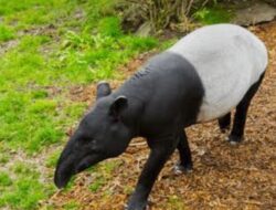 Satwa Diduga Tapir Yang Masuk Area PT PAL Mesuji, Dievakuasi Polisi ke Taman Kehati