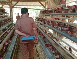 Rp135 JUTA DD UNTUK TERNAK AYAM PETELUR, TAPI HASIL USAHA DAN PADES MASIH GELAP